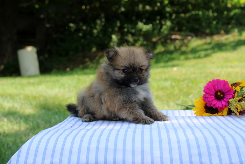 puppy, for, sale, Pomeranian, Matthew B. Stoltzfus, dog, breeder, Gap, PA, dog-breeder, puppy-for-sale, forsale, nearby, find, puppyfind, locator, puppylocator, aca